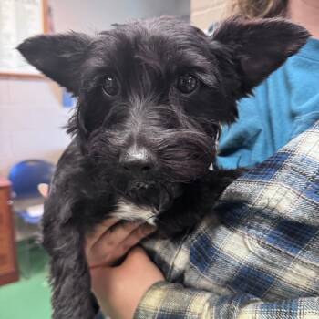 Ona -  Yorkshire Terrier and Shih Tzu Dog for Adoption in South Haven, Michigan - Ona | PetCurious