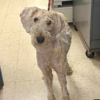 Dior D11549 -  Standard Poodle and Miniature Poodle Dog for Adoption - Dior D11549 | PetCurious