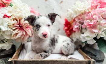 Australian Shepherd and Chihuahua Dogs Available for Adoption in Newberg, Oregon - Lambert | PetCurious