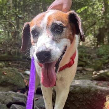 Heidi -  Hound Dog for Adoption in Andover, Massachusetts - Heidi | PetCurious