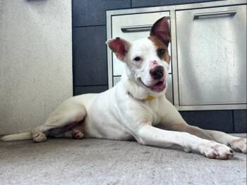 Rain -  Vizsla and Mixed Breed Dog for Adoption in Corpus Christi, Texas - Rain | PetCurious