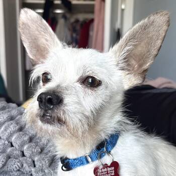 Petey -  West Highland White Terrier Westie and Chihuahua Dog for Adoption - Petey | PetCurious