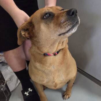 Rescue Retriever and Mixed Breed Dogs for Adoption in Branson, Missouri - Jinx | PetCurious