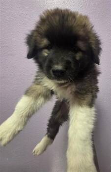 61761751 -  German Shepherd Dog and Mixed Breed Dog for Adoption in El Paso, Texas - 61761751 | PetCurious