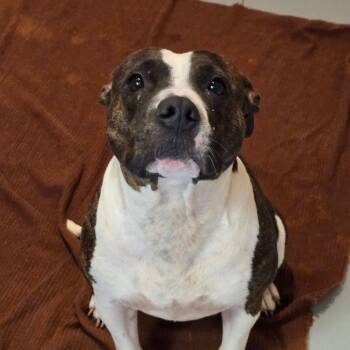 Rescue Pit Bull Terrier Dogs for Adoption in Pennsville Township, New Jersey - Dior Adult | PetCurious