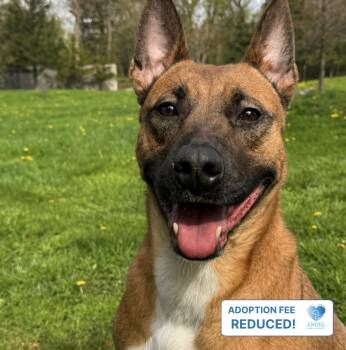 Fireball -  Belgian Shepherd Malinois Dog for Adoption in Naperville, Illinois - Fireball | PetCurious