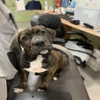 Pit Bull Terrier Dogs Available for Adoption - Topaz | PetCurious