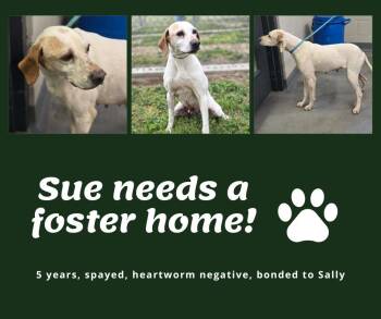 English Pointer Dogs Available for Adoption in Bridgeton, New Jersey - Needs Foster Sue (OK) | PetCurious