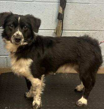 Riggs -  Mixed Breed Dog for Adoption in Chamblee, Georgia - Riggs | PetCurious