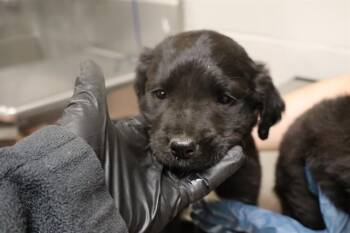 Mixed Breed Dogs Available for Adoption in Columbia, South Carolina - FLUFF | PetCurious