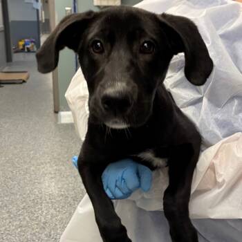 Rescue Black Labrador Retriever Dogs for Adoption in Greenville, South Carolina - Fox | PetCurious