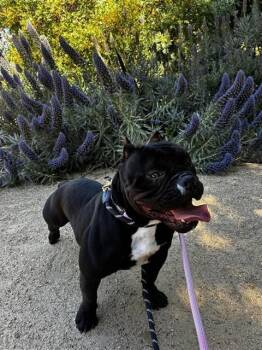 Staffordshire Bull Terrier and American Bulldog Dogs Available for Adoption in Fremont, California - ESTELLA | PetCurious