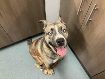 ICE -  Pit Bull Terrier and Husky Dog for Adoption in Baytown, Texas - ICE | PetCurious