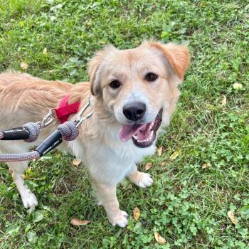 Eliza -  Mixed Breed Dog for Adoption in Wantagh, New York - Eliza | PetCurious