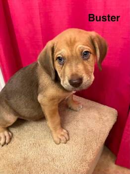 Blair pup2 (Buster) -  Mixed Breed Dog for Adoption in Muskegon, Michigan - Blair Pup2 (Buster) | PetCurious