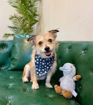 Snuggles Cuddlesworth the Gentle Soul -  Rat Terrier and Norfolk Terrier Dog for Adoption in Friendswood, Texas - Snuggles Cuddlesworth The Gentle Soul | PetCurious