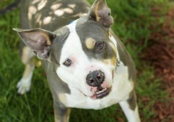 Adele -  Mixed Breed Dog for Adoption in Hamilton, Ohio - Adele | PetCurious