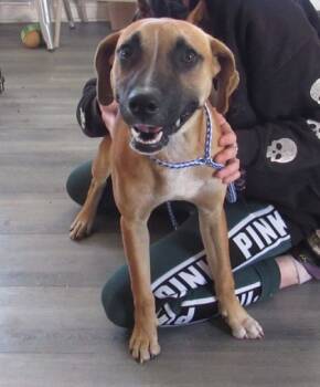 Rescue Rhodesian Ridgeback and Boxer Dogs for Adoption in West Memphis, Arkansas - Ridge | PetCurious