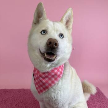 Husky Dogs Available for Adoption in Ottawa, Kansas - Buoy | PetCurious