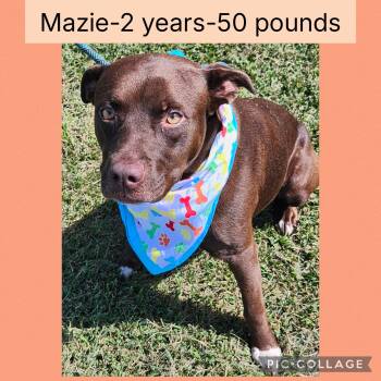 Rescue Pit Bull Terrier Dogs for Adoption in New Iberia, Louisiana - Mazie | PetCurious