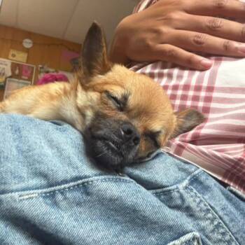 Osa Twinkles -  Chihuahua Dog for Adoption in San Pablo, California - Osa Twinkles | PetCurious