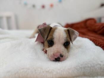 Pit Bull Terrier and Labrador Retriever Dogs Available for Adoption - Ash Baby Doll | PetCurious