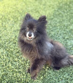 MUFFIN -  Pomeranian Dog Available for Adoption in Rowland Heights, California - MUFFIN | PetCurious