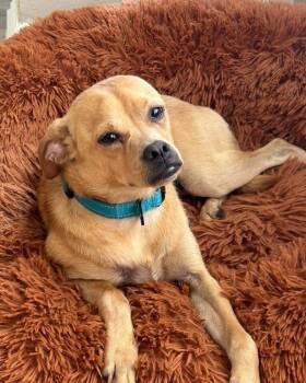 Murray -  Mixed Breed Dog for Adoption in Brookshire, Texas - Murray | PetCurious