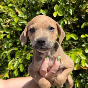 Assam -  Terrier and Mixed Breed Dog for Adoption in Goleta, California - Assam | PetCurious