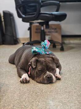 American Bulldog and Mixed Breed Dogs Available for Adoption - Tina Teapot | PetCurious