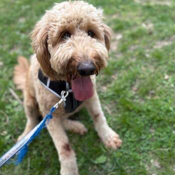 Churro #7305 -  Goldendoodle Dog for Adoption in Louisville, Kentucky - Churro #7305 | PetCurious