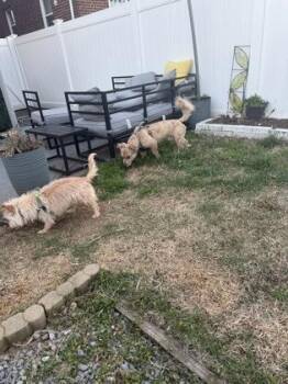 Terrier and Mixed Breed Dogs Available for Adoption - Patty | PetCurious