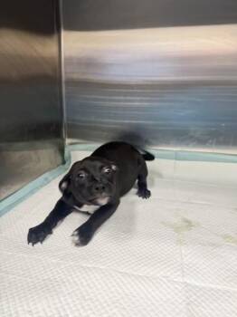 Eleanor -  Shepherd and Mixed Breed Dog for Adoption in San Antonio, Texas - Eleanor | PetCurious