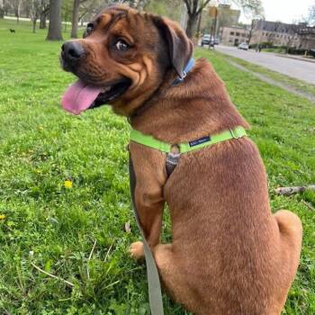 Mixed Breed Dogs Available for Adoption in Pittsburgh, Pennsylvania - Koda | PetCurious