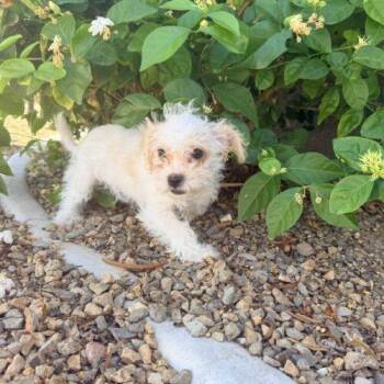 Phoebe -  Poodle and Jack Russell Terrier Dog for Adoption in Henderson, Nevada - Phoebe | PetCurious
