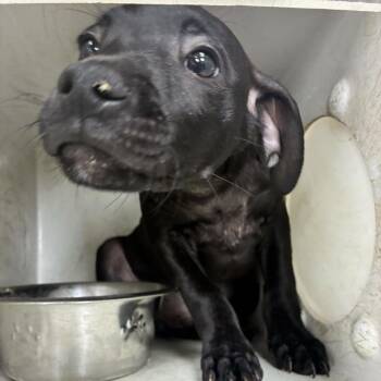 Mixed Breed Dogs Available for Adoption - 03/27/2026-Stray-WellbornDrive-1 | PetCurious