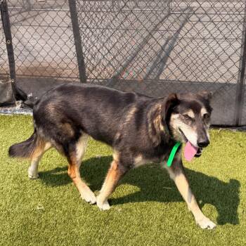 Tilly -  Golden Retriever and Alaskan Malamute Dog for Adoption in Idaho Falls, Idaho - Tilly | PetCurious