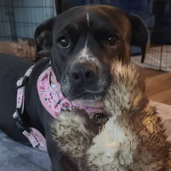 American Staffordshire Terrier and Pit Bull Terrier Dogs Available for Adoption - Tallulah (Lulu) | PetCurious