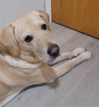 Labrador Retriever Dogs Available for Adoption in Ogdensburg, New York - Beau | PetCurious
