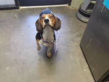 ROGER -  Beagle and Mixed Breed Dog for Adoption in Tulsa, Oklahoma - ROGER | PetCurious