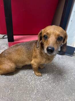 Hairy -  Mixed Breed Dog for Adoption in Ocala, Florida - Hairy | PetCurious