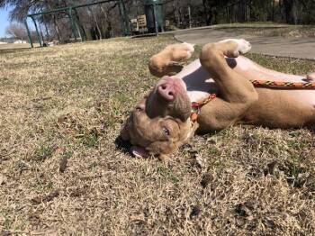 Mixed Breed Dogs Available for Adoption - SPACEMAN | PetCurious