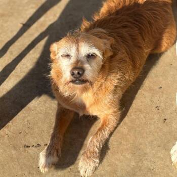 LUCY -  Norfolk Terrier and Border Terrier Dog for Adoption in Chico, California - LUCY | PetCurious