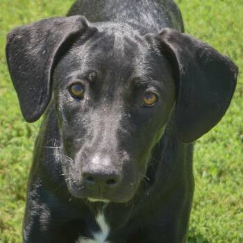 Little Boy -  Black Labrador Retriever and Coonhound Dog for Adoption in Huntley, Illinois - Little Boy | PetCurious