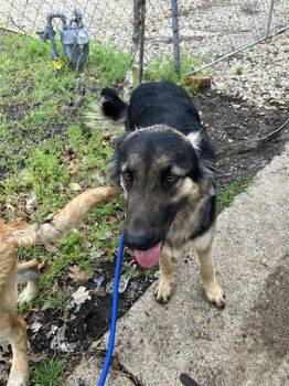 Mixed Breed Dogs Available for Adoption - JUNO | PetCurious