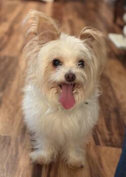 Maltese and Papillon Dogs Available for Adoption - Eli | PetCurious