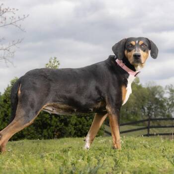 Mixed Breed Dogs Available for Adoption in Franklin, Tennessee - Trixie | PetCurious