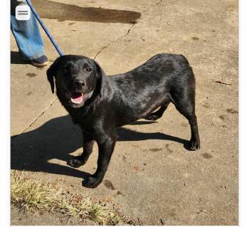 Labrador Retriever and Black Mouth Cur Dogs Available for Adoption - Barney (foster To Adopt) | PetCurious