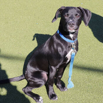 Rescue Mixed Breed Dogs for Adoption in Port Washington, New York - Walter | PetCurious