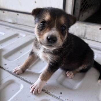 Shepherd Dogs Available for Adoption in Edinburg, Texas - Sasha Mae | PetCurious